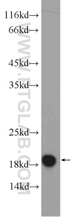 MMS2 Rabbit anti-Human, Mouse, Rat, Polyclonal, Proteintech:Anticuerpos:Anticuerpos