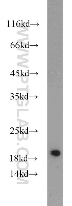 MMS2 Rabbit anti-Human, Mouse, Rat, Polyclonal, Proteintech:Anticuerpos:Anticuerpos