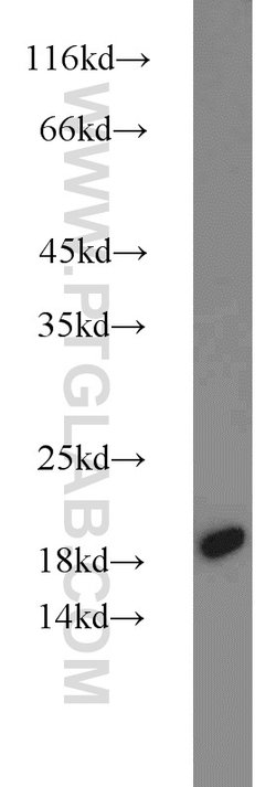 MMS2 Rabbit anti-Human, Mouse, Rat, Polyclonal, Proteintech:Anticuerpos:Anticuerpos