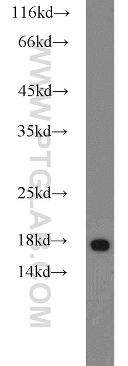 MMS2 Rabbit anti-Human, Mouse, Rat, Polyclonal, Proteintech:Anticuerpos:Anticuerpos