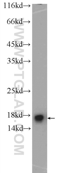 MMS2 Rabbit anti-Human, Mouse, Rat, Polyclonal, Proteintech:Anticuerpos:Anticuerpos