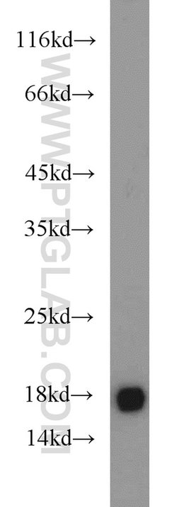 MMS2 Rabbit anti-Human, Mouse, Rat, Polyclonal, Proteintech:Anticuerpos:Anticuerpos