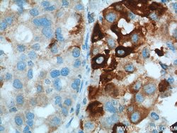 HO-1/HMOX1 Rabbit anti-Human, Mouse, Rat, Polyclonal, Proteintech:Antibodies:Primary