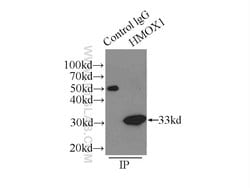 HO-1/HMOX1 Rabbit anti-Human, Mouse, Rat, Polyclonal, Proteintech:Antibodies:Primary