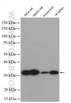 HO-1/HMOX1 Rabbit anti-Human, Mouse, Rat, Polyclonal, Proteintech:Antibodies:Primary