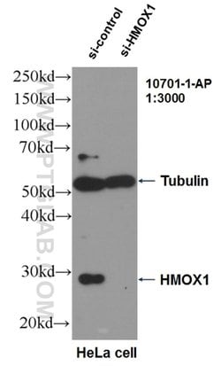 HO-1/HMOX1 Rabbit anti-Human, Mouse, Rat, Polyclonal, Proteintech:Antibodies:Primary