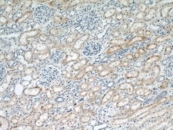 HO-1/HMOX1 Rabbit anti-Human, Mouse, Rat, Polyclonal, Proteintech:Antibodies:Primary