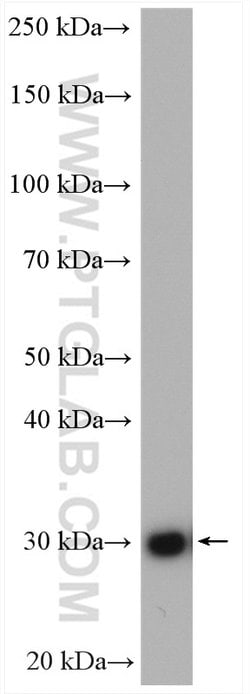 HO-1/HMOX1 Rabbit anti-Human, Mouse, Rat, Polyclonal, Proteintech:Antibodies:Primary