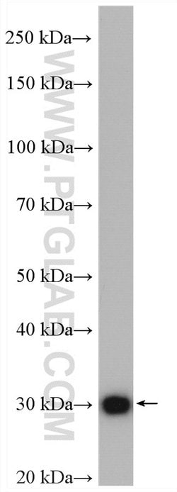 HO-1/HMOX1 Rabbit anti-Human, Mouse, Rat, Polyclonal, Proteintech:Antibodies:Primary
