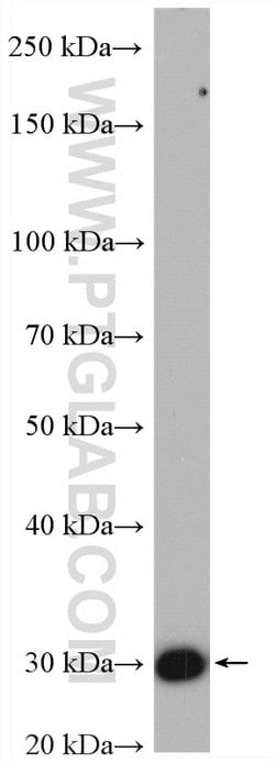 HO-1/HMOX1 Rabbit anti-Human, Mouse, Rat, Polyclonal, Proteintech:Antibodies:Primary