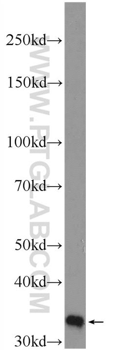 HO-1/HMOX1 Rabbit anti-Human, Mouse, Rat, Polyclonal, Proteintech:Antibodies:Primary