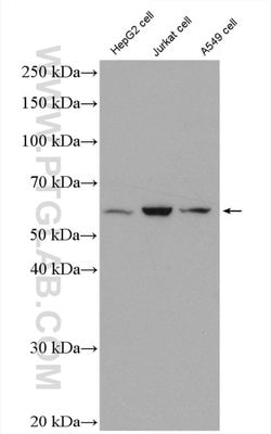 HSF2 Rabbit anti-Human, Mouse, Rat, Polyclonal, Proteintech 150 &mu;L;