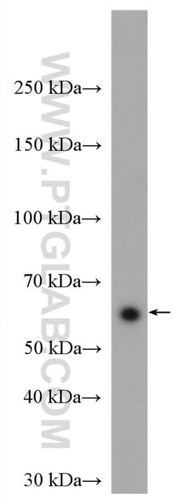 HSF2 Rabbit anti-Human, Mouse, Rat, Polyclonal, Proteintech 150 &mu;L;