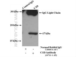 C1D Rabbit anti-Human, Mouse, Rat, Polyclonal, Proteintech 20 &mu;L; Unconjugated:Anticuerpos
