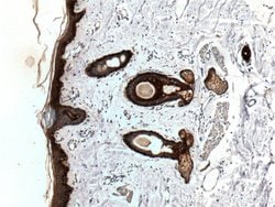 Cytokeratin 19 Rabbit anti-Human, Mouse, Polyclonal, Proteintech 150 &mu;L;