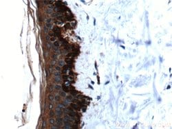 Cytokeratin 19 Rabbit anti-Human, Mouse, Polyclonal, Proteintech 150 &mu;L;
