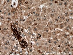 Cytokeratin 19 Rabbit anti-Human, Mouse, Polyclonal, Proteintech 150 &mu;L;
