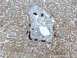 Cytokeratin 19 Rabbit anti-Human, Mouse, Polyclonal, Proteintech 150 &mu;L;