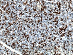 Cytokeratin 19 Rabbit anti-Human, Mouse, Polyclonal, Proteintech 150 &mu;L;