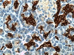 Cytokeratin 19 Rabbit anti-Human, Mouse, Polyclonal, Proteintech 150 &mu;L;