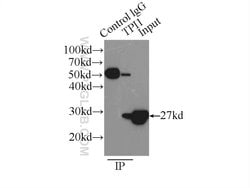 TPI1 Rabbit anti-Human, Mouse, Rat, Polyclonal, Proteintech:Antibodies:Primary