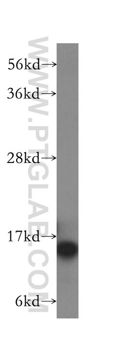 HINT1 Rabbit anti-Human, Mouse, Rat, Polyclonal, Proteintech:Antibodies:Primary