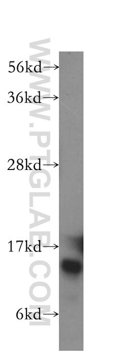 HINT1 Rabbit anti-Human, Mouse, Rat, Polyclonal, Proteintech:Antibodies:Primary