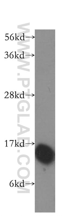 HINT1 Rabbit anti-Human, Mouse, Rat, Polyclonal, Proteintech:Antibodies:Primary