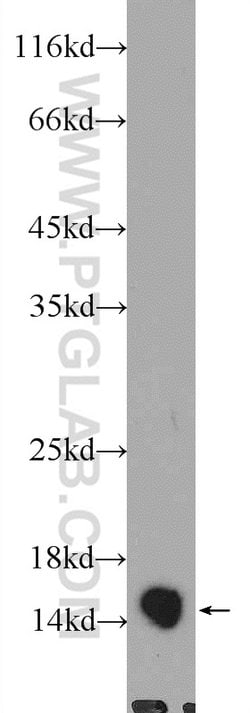 HINT1 Rabbit anti-Human, Mouse, Rat, Polyclonal, Proteintech:Antibodies:Primary