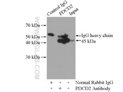 PDCD2 Rabbit anti-Human, Mouse, Zebrafish, Polyclonal, Proteintech 150