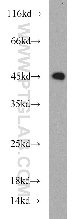 PDCD2 Rabbit anti-Human, Mouse, Zebrafish, Polyclonal, Proteintech 150