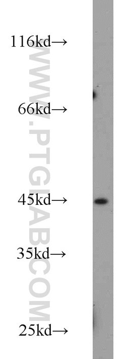 PDCD2 Rabbit anti-Human, Mouse, Zebrafish, Polyclonal, Proteintech 150