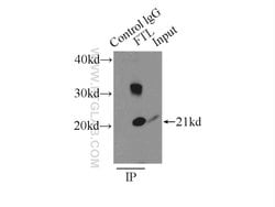 Ferritin light chain Rabbit anti-Human, Mouse, Rat, Polyclonal, Proteintech:  