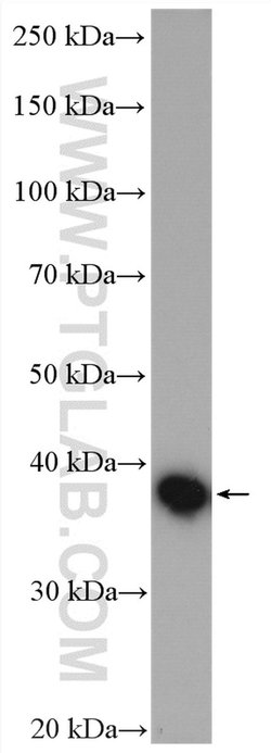 AKR7A2 Rabbit anti-Human, Mouse, Polyclonal, Proteintech 150 &mu;L; Unconjugated:Antibodies,