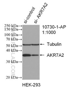 AKR7A2 Rabbit anti-Human, Mouse, Polyclonal, Proteintech 150 &mu;L; Unconjugated:Antibodies,