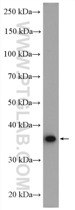 AKR7A2 Rabbit anti-Human, Mouse, Polyclonal, Proteintech 150 &mu;L; Unconjugated:Antibodies,