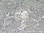 Thumbnail_MGP Rabbit anti-Human, Polyclonal, Proteintech 150 &mu;L; Unconjugated:Antikörper
