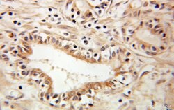 RTN4/NOGO Rabbit anti-Human, Mouse, Polyclonal, Proteintech 150 &mu;L;
