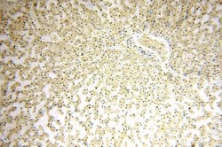 LKB1 Rabbit anti-Human, Mouse, Rat, Polyclonal, Proteintech:Anticuerpos:Anticuerpos