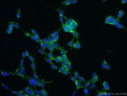 NIPSNAP3A Rabbit anti-Human, Mouse, Rat, Polyclonal, Proteintech 150 &mu;L;