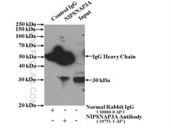 NIPSNAP3A Rabbit anti-Human, Mouse, Rat, Polyclonal, Proteintech 150 &mu;L;