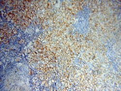 HADHA Rabbit anti-Human, Mouse, Rat, Polyclonal, Proteintech:Antibodies:Primary