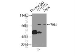 HADHA Rabbit anti-Human, Mouse, Rat, Polyclonal, Proteintech:Antibodies:Primary
