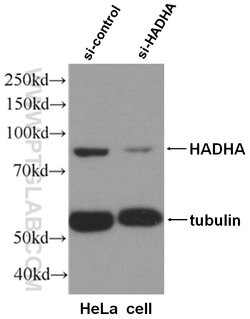 HADHA Rabbit anti-Human, Mouse, Rat, Polyclonal, Proteintech:Antibodies:Primary
