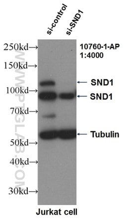 SND1 Rabbit anti-Human, Mouse, Rat, Polyclonal, Proteintech 20 &mu;L; Unconjugated:Antibodies,