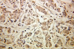 GSPT1 Rabbit anti-Human, Mouse, Rat, Polyclonal, Proteintech:Antibodies:Primary