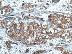 PRG2 Rabbit anti-Human, Polyclonal, Proteintech 150 &mu;L; Unconjugated:Antibodies,