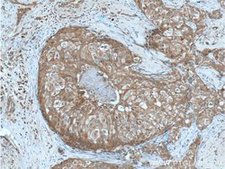 PRG2 Rabbit anti-Human, Polyclonal, Proteintech 150 &mu;L; Unconjugated:Antibodies,
