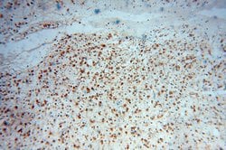 MSI2 Rabbit anti-Human, Mouse, Rat, Polyclonal, Proteintech:Antibodies:Primary