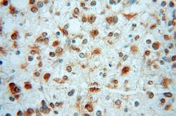 MSI2 Rabbit anti-Human, Mouse, Rat, Polyclonal, Proteintech:Antibodies:Primary